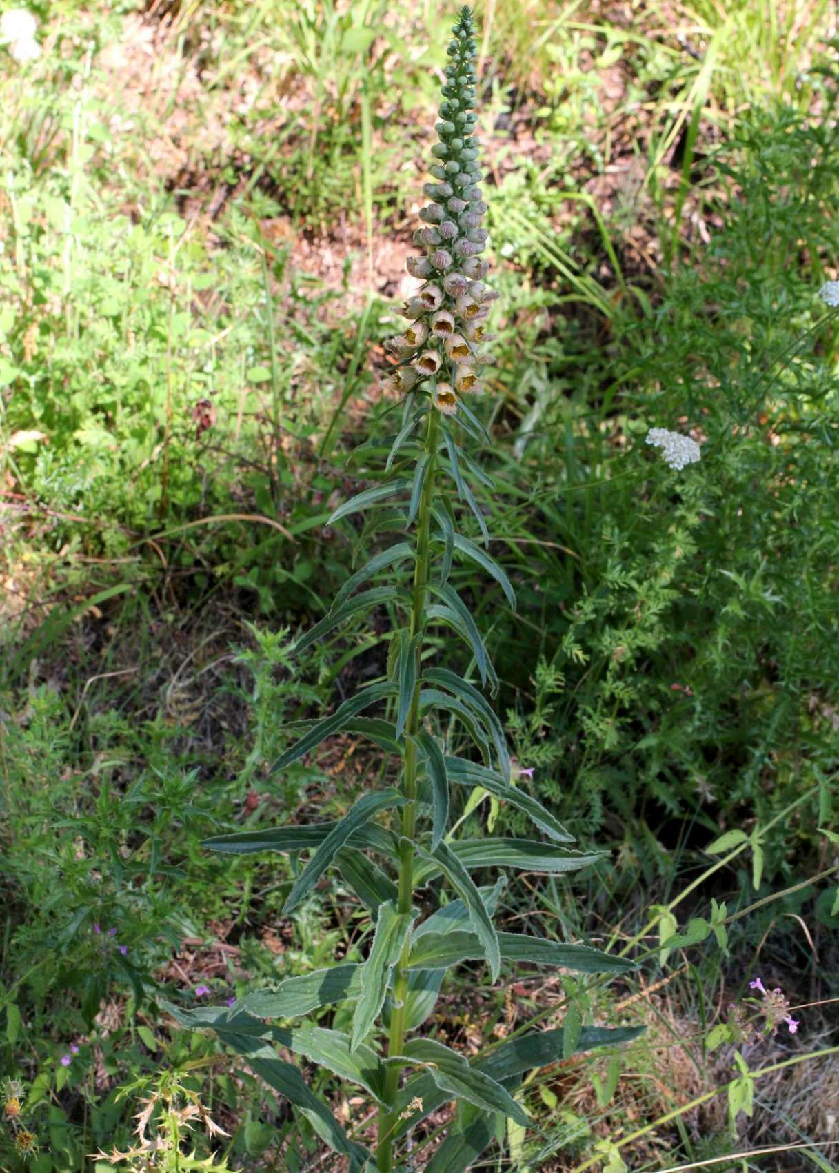 Digitalis ferruginea e  Digitalis micrantha (=D.lutea subsp. australis )